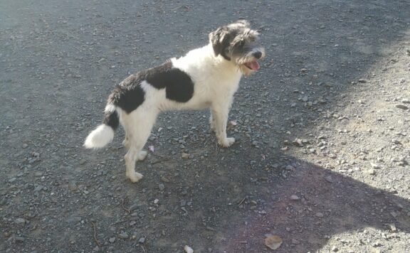 Chien pensionnaire en promenade