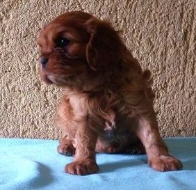 Puppy in boarding school