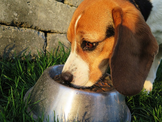 Dog in board - croquettes provided to the kennel