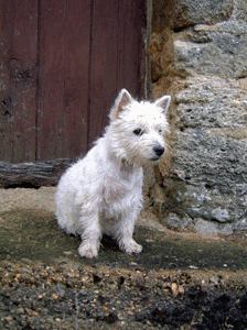 La Métairie des Elfes - Pension animalière chiens chats NAC - Dinan